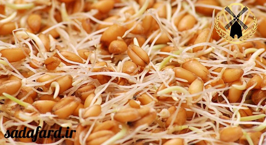 بهترین نان ؛ سالم ترین نان برای مصرف کدام نان است؟