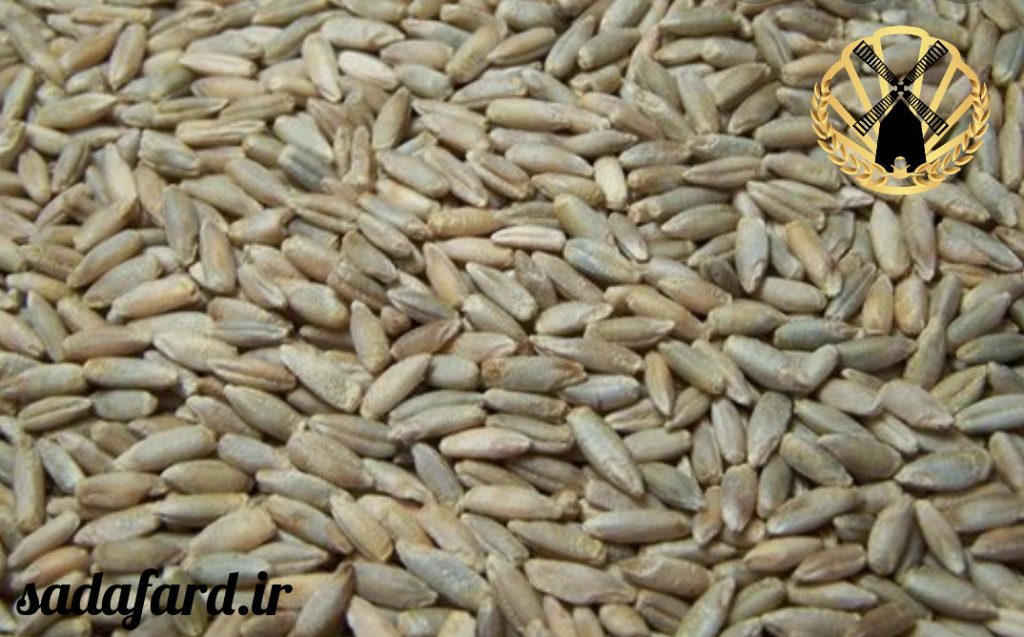 دانه های چاودار با ظاهری شبیه به گندم یکی دیگر از دانه های سالم برای پخت نان سالم می باشند.
