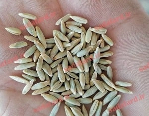دانه چاودار صدف آرد