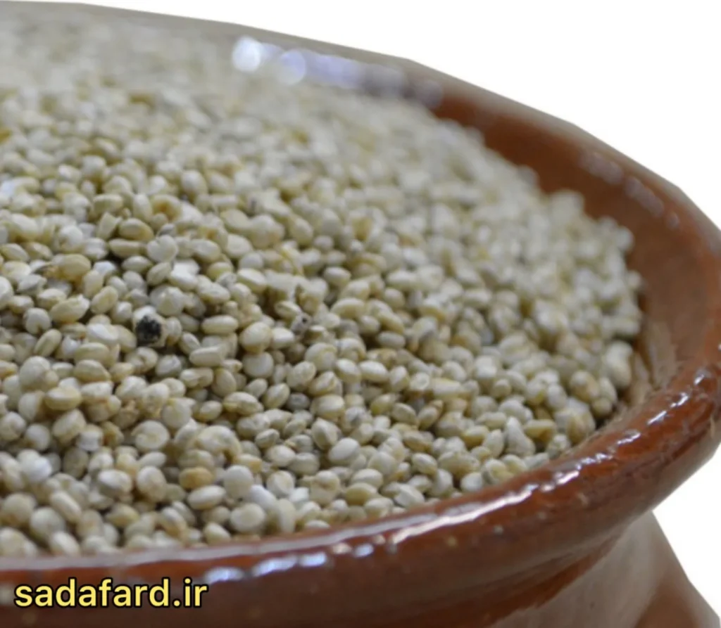 دانه کینوا بهترین انتخاب برای رژیم سالم